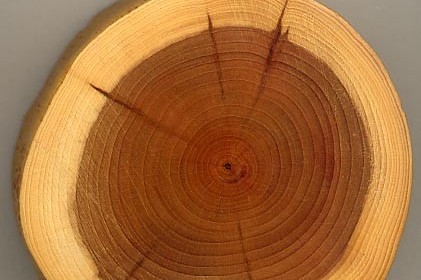 Le volume de bois récolté a baissé de 2% en 2024