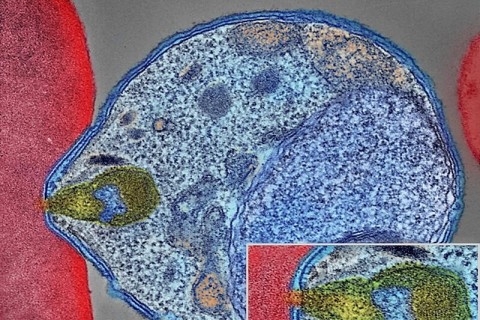Novartis receives approval for first malaria medicine for newborn babies and young infants