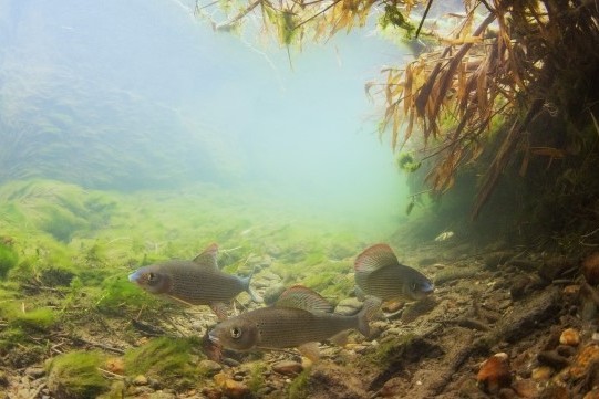 Les organismes aquatiques sous la loupe