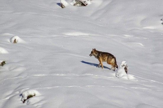 3ème régulation préventive des meutes de loups : demandes des cantons