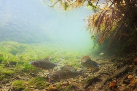Les organismes aquatiques sous la loupe