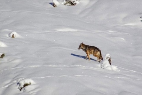 3ème régulation préventive des meutes de loups : demandes des cantons
