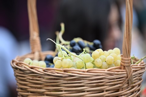 Le Festival du Raisin et du Vin s’ouvre à Chamakhi, en Azerbaïdjan – PHOTO