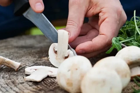 La Hongrie et la France sont devenues les principaux fournisseurs de mycélium de champignons en Azerbaïdjan